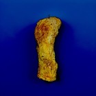     razor Sharp Knapped Fluted Paleo Indian Mammal Bone Blade 6 5   x2 5    Authentic