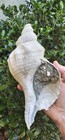 Huge Lee Creek Horse Conch Shell Fossil Triplofusus