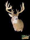 Beautiful Whitetail Deer Shoulder Mount  Antlers Buck Taxidermy Decor
