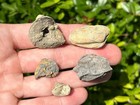 Pennsylvanian Age Fossils Lot Of 5 Gastropods Bivalve Cephalopod Texas Grahm Fm