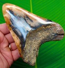 Megalodon Shark Tooth Real Fossil 4 95    -  Orange Sherbert  Colored