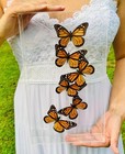 Real Butterflies - 6 Monarchs Flight In Acrylic Case