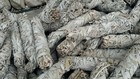 Box Of 100 White Sage Smudge Sticks 9 