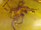 Scary Male Spider With Pedipalps In Burmese Burmite Amber Fossil Dinosaur Age