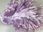 Beautiful Natural California Purple Coral  allopora Californica  6    X 6   
