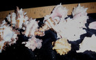 Lot Of 14 Murex Seashells Pink And Brown  Spiny Shells Beach Decor Craft Supply