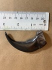 Two  2  Large 3  Grizzly Bear Claws Black With Designed Bloodstained Tips