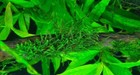 Buy 2 Get 1 Free Live Aquarium Plant Aquatic Plants Java Moss Planted Tank Fish