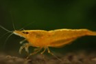 20 2 Sunkist Orange - Freshwater Neocaridina Aquarium Shrimp  Live Guarantee