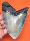Megalodon Shark Tooth - Real Fossil - 4 46   - Shark Teeth - No Repairs Natural