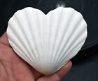 Set Of 6 Heart Shaped White Scallop Shells  4   Beach Crafts Coastal Decorating