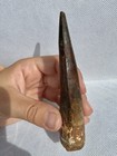 Authentic Spinosaurus Aegyptiacus Fossil Tooth  African Dinosaur