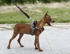 Dog Puppy Harness Vest Leopard Brown Print  Soft Adjustable  Xs S M L