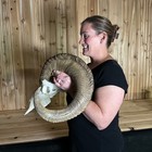 Giant  Dall Sheep Ram Reproduction Horns Antler Deer Antlers Taxidermy