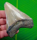 3 64    Megalodon Shark Tooth Real Fossil - Serrated   Natural
