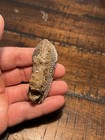 Crazy Rare Gar Jaw W  Teeth Dinosauer Age Fossil Hell Creek Formation Sd