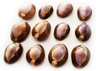 Set Of 24 Small Purple Top Snake Head Cowries  1   Shells Beach Jewelry Crafts