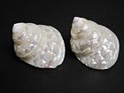 Lot Of 2 Pearly Polished Iridescent Turbo Display Shell Hermit 3  Medium Size  m