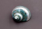 Polished Jade Green Turbo Pearlized Seashell  1 Shell Approx  3  Inches 