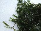 1 Gallon Guppy Grass  najas Guadalupensis  Buy 2 Get 1 Free Bulk Aquarium   Pond