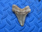 3 54 Inch Angustidens Shark Tooth Fossil From Sc