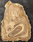 Beautiful Polished Texas Petrified Wood  Core W  Limb In Cross Section