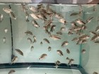 X1 Flowerhorn Super Red Monkey Fry 1    -  Live Fish - Buy 3get1free - 1 Day Ship