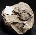 Very Rare Uk 3d Big Euproops Rotundatus Fossil Horseshoe Crab Not Mazon Creek