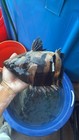 3 Bar Indo Datnoid  Tiger Fish Live Freshwater Tropical Aquarium Fish size 11-12