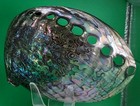 Abalone Shell Polished   Rainbow Lg Sea Green Blue Great For Beach House