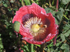 750 Giant Rattle Poppy Seeds - P  Somniferum - Massive Seed Heads huge Blooms