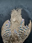 Grey Peacock Pheasant Bird Skin Missing Tail Feathers