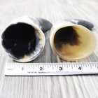 2 Small Raw Unfinished Cow Horns  3056    Natural Colored