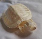 Turtle Skeleton Real Animal Bones Fine Art Work  Tortoise Specimen Collection