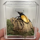 Odontolabis Lacordairei Stag Beetle Mounted Real Insect Taxidermy Entomology