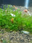 20   Extra Snowball Neocaridina Shrimp