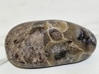 Hand Polished Petoskey Stone Hexagonaria Michigan 1 5  Fast Shipping 