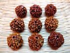 4 5 6 Mukhi Face Rudraksha Rudraksh Nepal  12 Beads  18-20 Mm  aaa   Quality