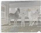 Antique Glass Photo Negative - Boy W white   Dark Horses In Snow  Brick Yard