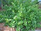 Live Purple Wintercreeper   Euonymus Fortunei Coloratus -  bare Roots 3 5  Pot 