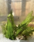 10 1 Live Bladder Snails Pond aquarium-great Algae Eater-plus 5 Free Floaters 