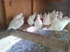 Snow-white Bobwhite Quail   Mature Birds With Proven Fertility 20  active Birds