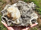 Huge 8 5  Ruck s Pit Clam W Calcite Crystals   Marine Fossil Display Specimen