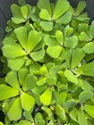 2 Bulb Water Lecttuce Live Floating Aquarium Plant Buy 2 Get 1 Free