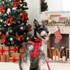 Puppy Pet Cat Vest Harness leash bow Collar Set For Small Dog Yorkshire Xxs Xs S
