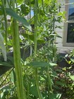 50pcs Dark Green Yard Long Bean Seeds  Chinese Asparagus Heirloom