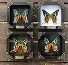 Real Sunset Moth Framed Taxidermy Insect Collection Wall Hanging Decor