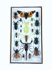 Taxidermy Framed Mixed Insects Collection In Wood   Glass Frame     8  X 14  Set 2