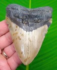 4 22  Megalodon Shark Tooth  Real Fossil North Carolina  Usa - No Restoration