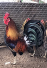 6- Showme Jd Gator Blueface Hatch Fertile Gamefowl Hatching Eggs